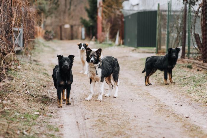 Эвтаназии для бездомных собак не будет? Регионы не получили право умерщвлять безнадзорных животных
