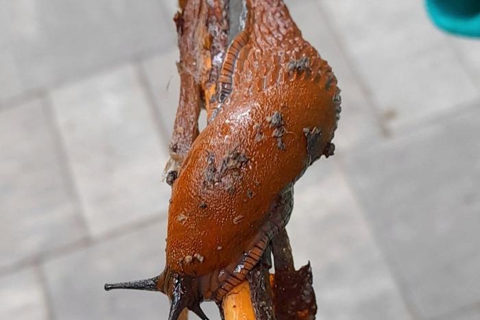 Гигантские "испанские" слизни пугают москвичей. Многие думают, что их слизь – смертельно опасна