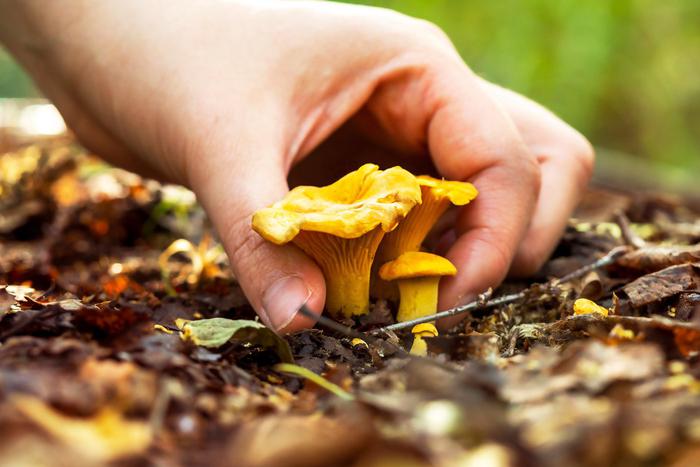 Учёные предлагают выращивать как можно больше полезных грибов