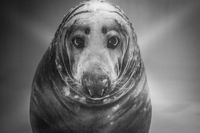 Лауреаты фотоконкурса "Снимай науку!" рассказали, как привлечь внимание тюленя и снять Млечный Путь