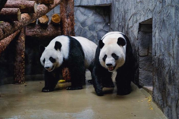 Жуи и Диндин наконец-то встретились! Как прошло первое свидание панд и когда ждать пополнения