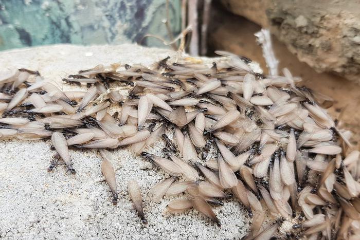 Любовь окрыляет. Москву атаковали летающие муравьи