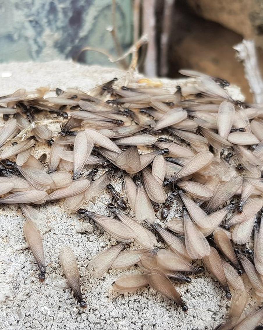 Любовь окрыляет. Москву атаковали летающие муравьи