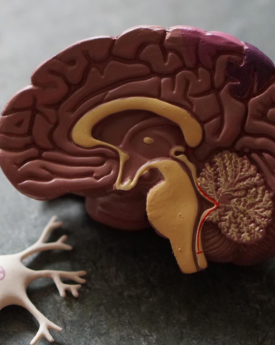 Знаешь ли ты, сколько весит мозг и какой психологический феномен был у Василия Кандинского