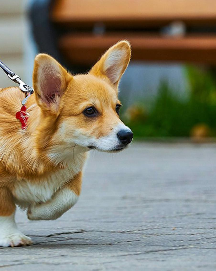 Собянин: На портале mos.ru заработал суперсервис "Мой питомец" для владельцев домашних животных