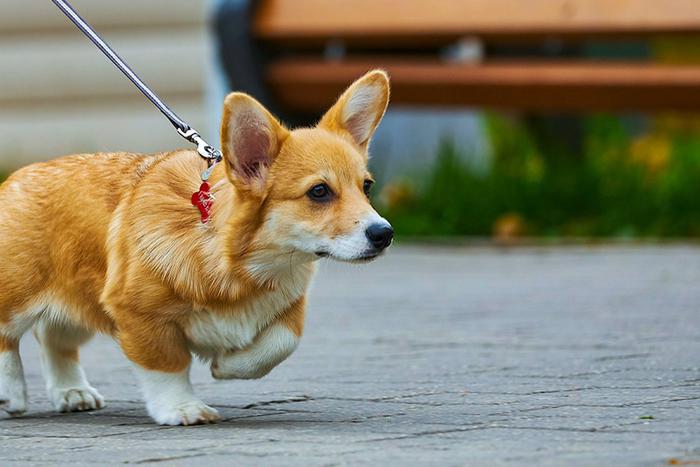 Собянин: На портале mos.ru заработал суперсервис "Мой питомец" для владельцев домашних животных