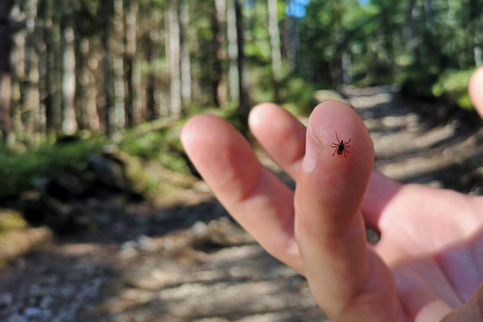 Как диагностировать у себя болезнь Лайма после укуса заражённого клеща