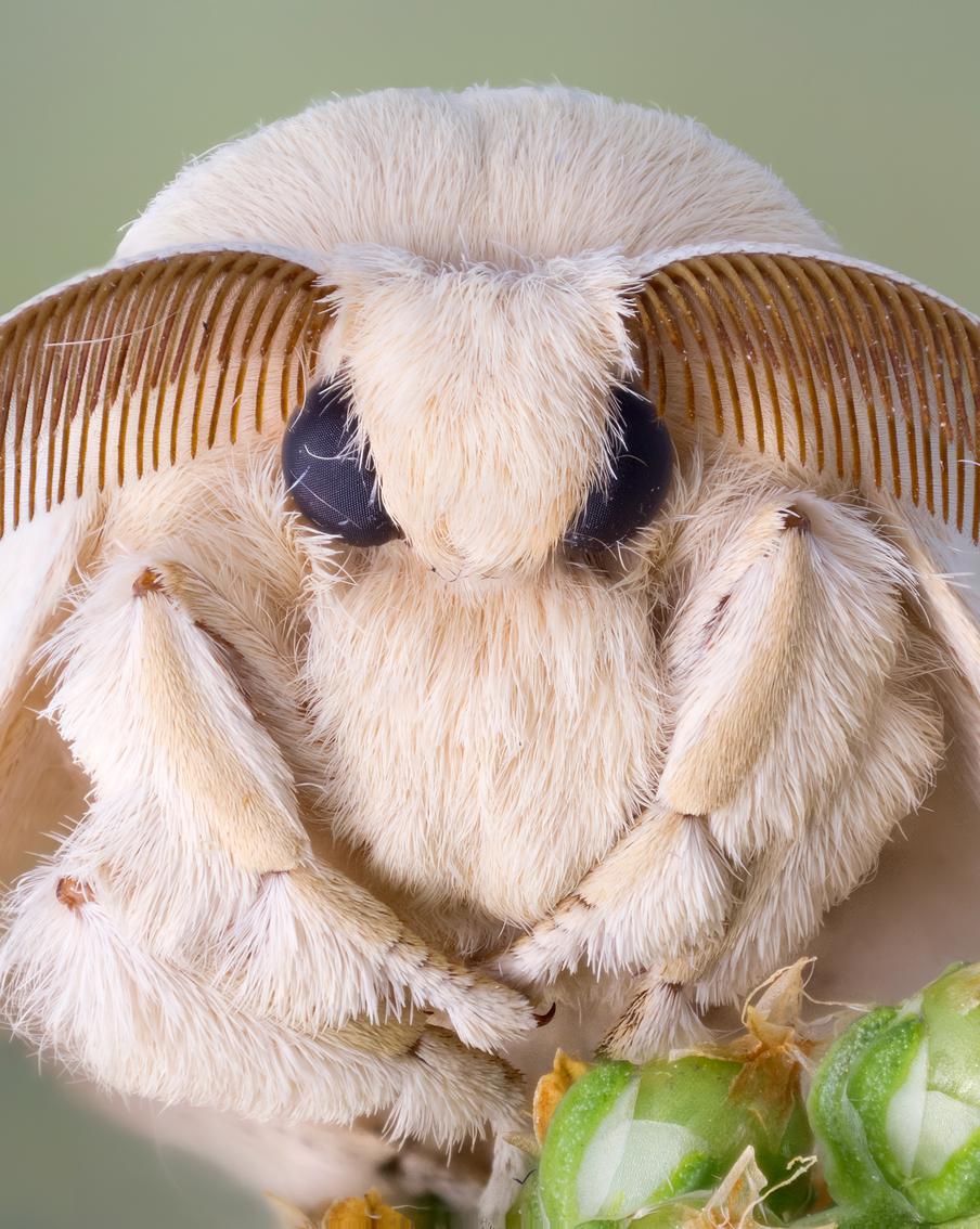 В Подмосковье деревья восстанавливаются после нашествия шелкопряда