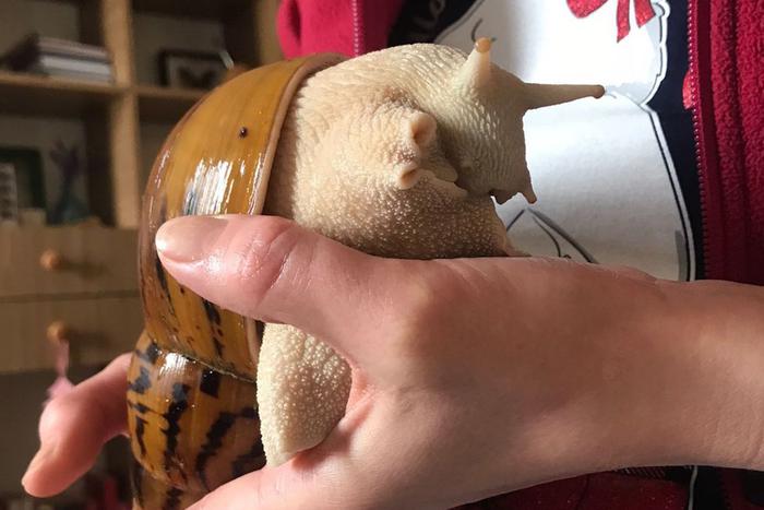 "Друзья хотят в следующей жизни быть Валерой". Гигантская улитка ест манго с авокадо и идёт на рекорд