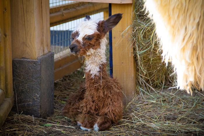 Он очень редкой породы и необычного окраса: в столичном парке родился детёныш альпака