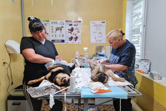 Как ветеринары спасают животных в прифронтовой зоне: рассказ пермского хирурга