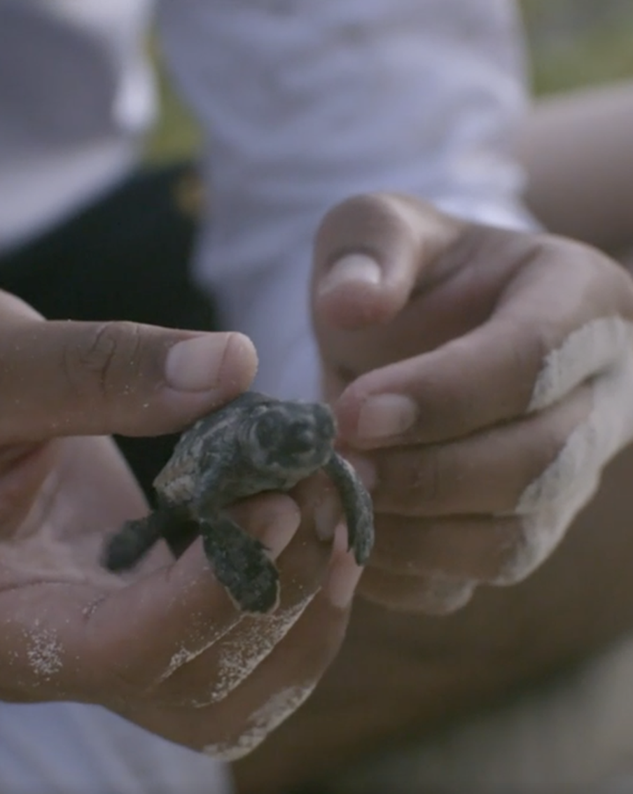 За черепахами и кораллами зовёт кинофестиваль стран Латинской Америки и Карибского бассейна