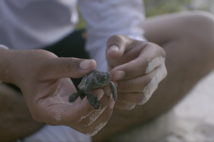 За черепахами и кораллами зовёт кинофестиваль стран Латинской Америки и Карибского бассейна