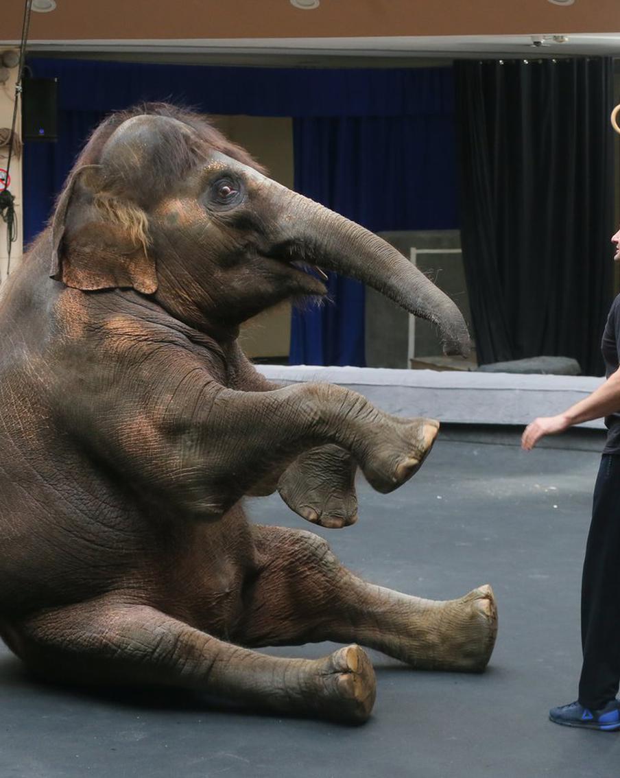 Слониха Николь готова перешагнуть через Запашного: Metro побывало на репетиции с участием ушастой великанши