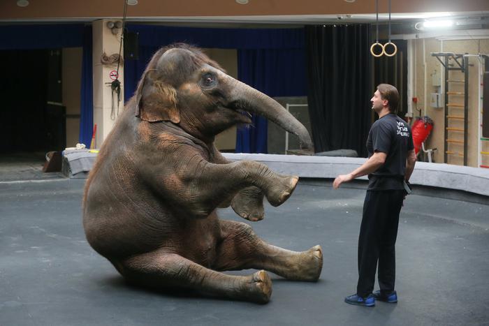 Слониха Николь готова перешагнуть через Запашного: Metro побывало на репетиции с участием ушастой великанши