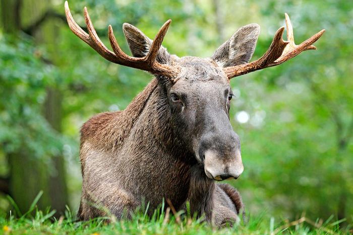 В столичных природных заказниках и природно-исторических парках редкие животные находятся под особой охраной и наблюдением