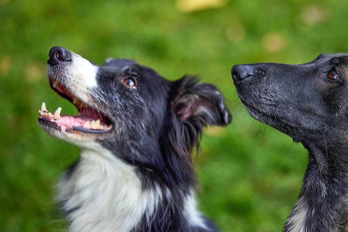 Депутат МГД Козлов: Суперсервис "Мой питомец" поможет хозяевам домашних животных