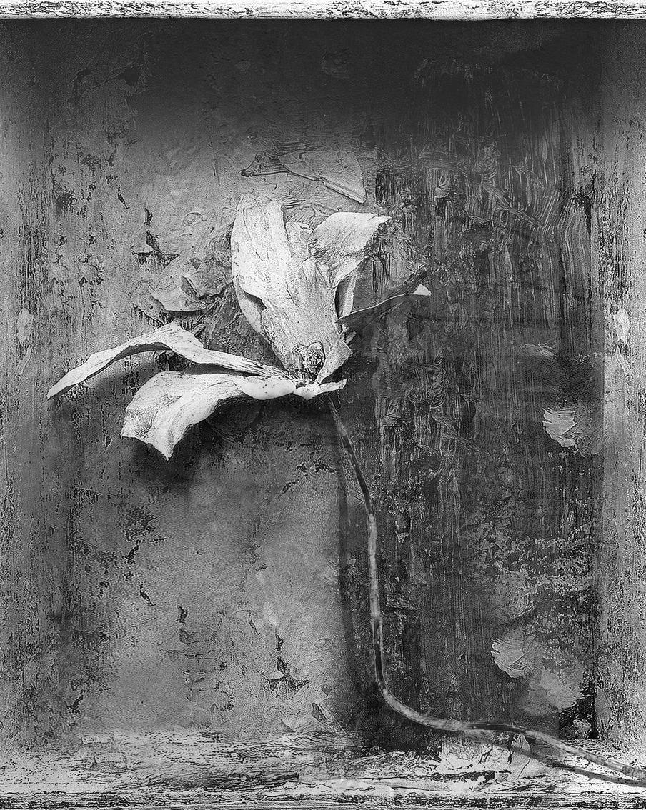 От тюльпанов до факультета МГУ: художнику Юрию Куперу подвластно всё