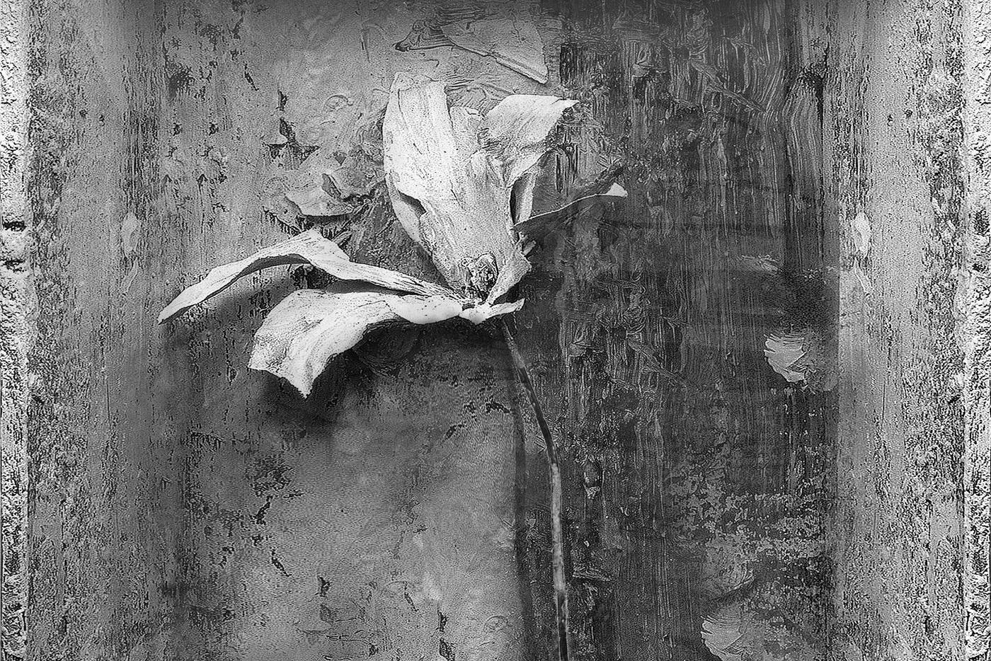 От тюльпанов до факультета МГУ: художнику Юрию Куперу подвластно всё