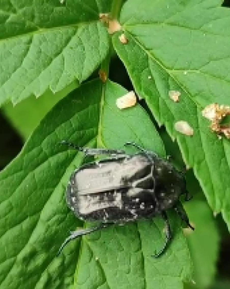 В Москве нашли краснокнижного жука, похожего на майского