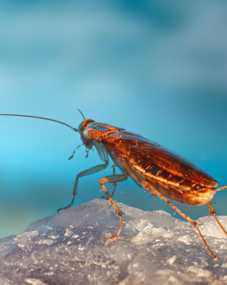 Житель столицы пытался избавиться от тараканов, но отравил своих маленьких детей