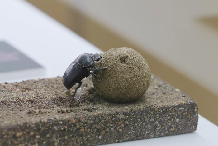 Посетители шокированы: экспозиция новой выставки расположена возле туалетов!