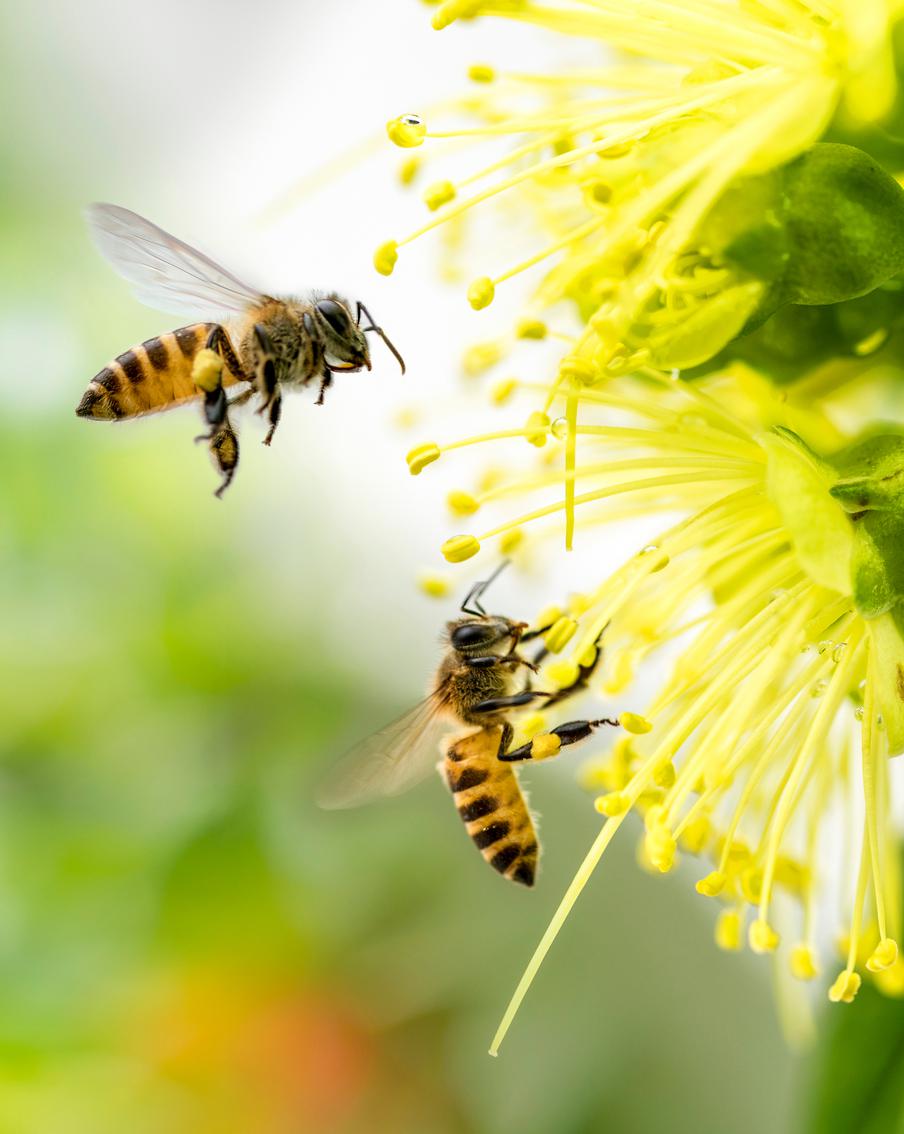 Золотые помощники дачника: насекомые, приносящие пользу саду и урожаю