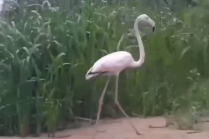 В московском регионе поселился фламинго, жители волнуются, как птица переживёт зиму