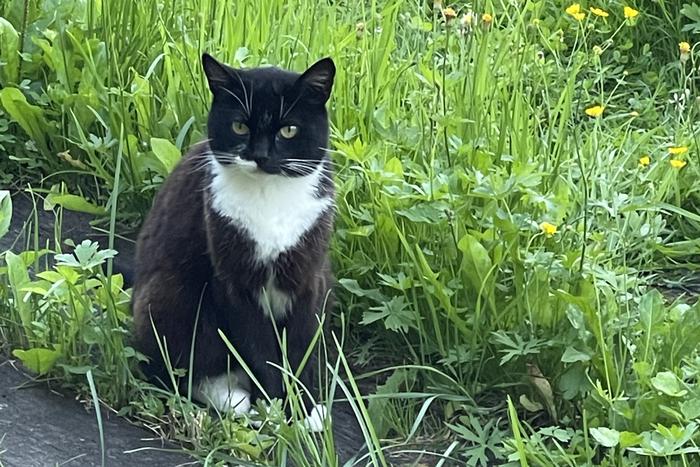 В Москве рассказали, как чаще всего называют котов и кошек