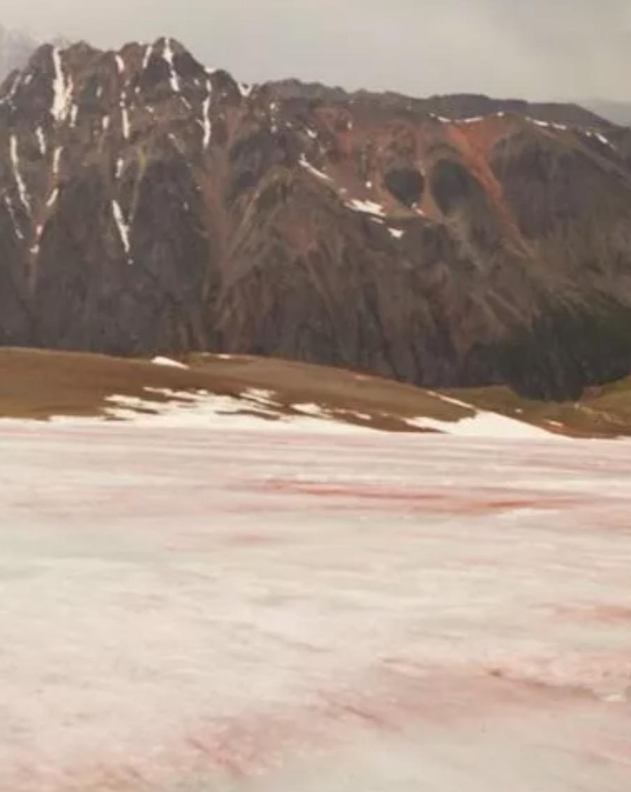 В Республике Алтай порозовел ледник