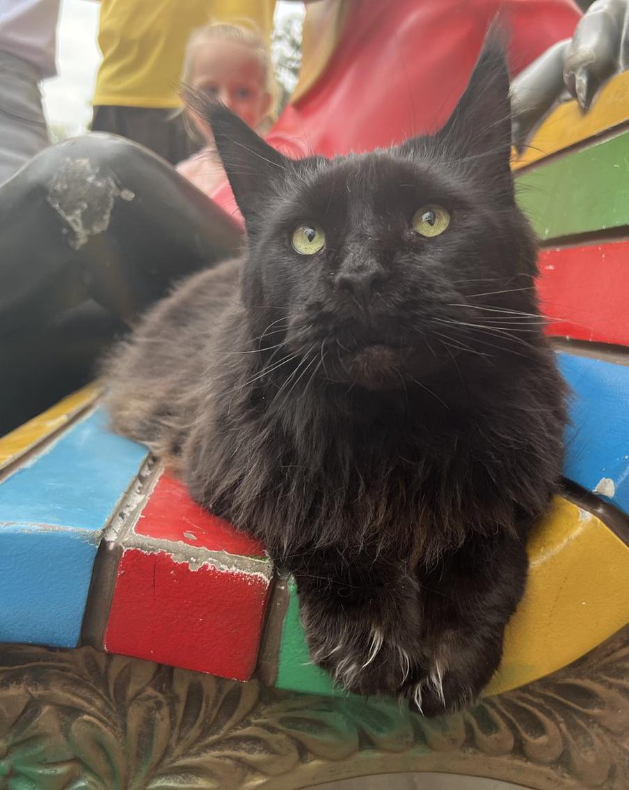 Кот Бегемот отпросился с работы, чтобы отметить профессиональный праздник