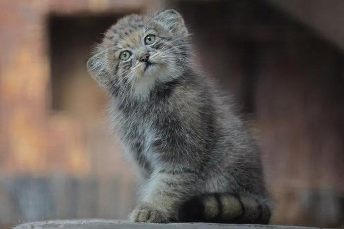 В Ленинградском зоопарке родился детёныш манула