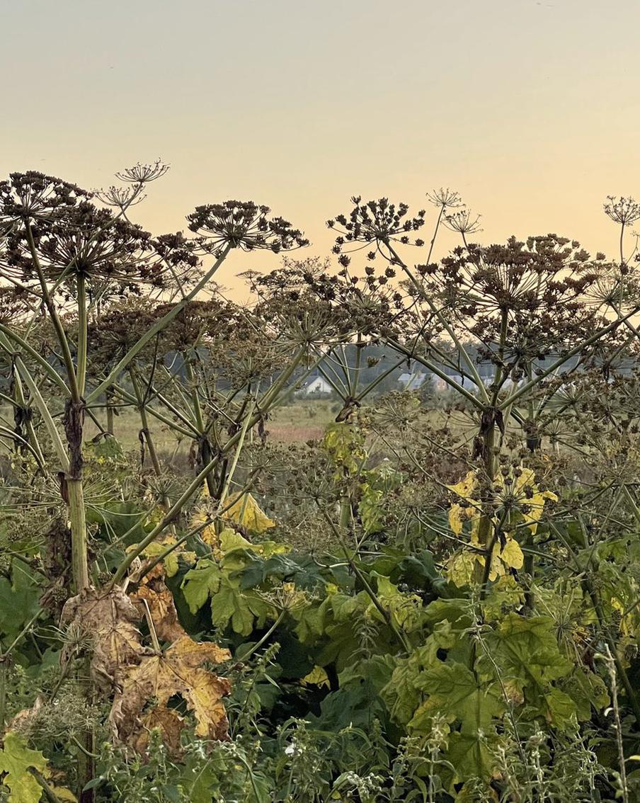 В лесах Подмосковья специалисты продолжили борьбу с борщевиком Сосновского