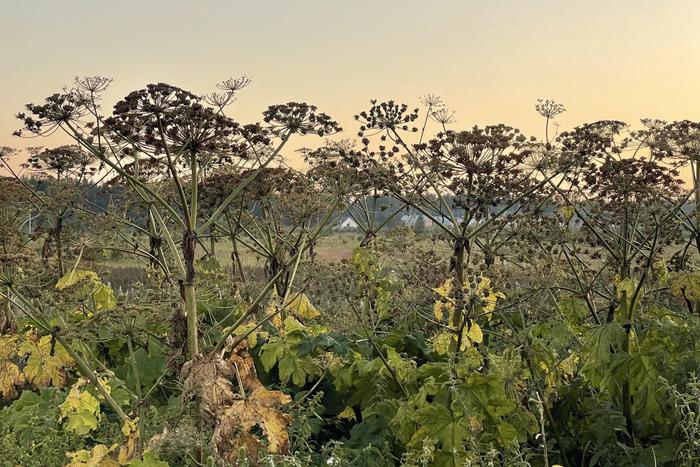 В лесах Подмосковья специалисты продолжили борьбу с борщевиком Сосновского