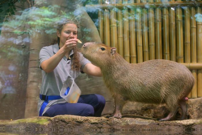 Капибар! Капибарий! Капибарин! Самое мемное животное показало трюки в "Москвариуме"