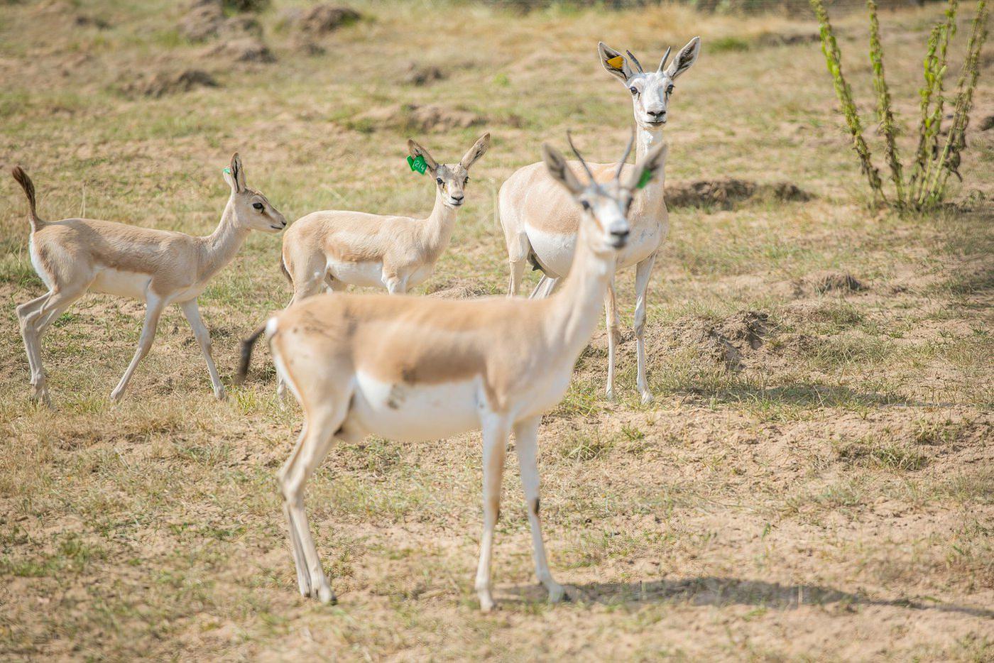 В Московском зоопарке у краснокнижных джейранов родились три детёныша