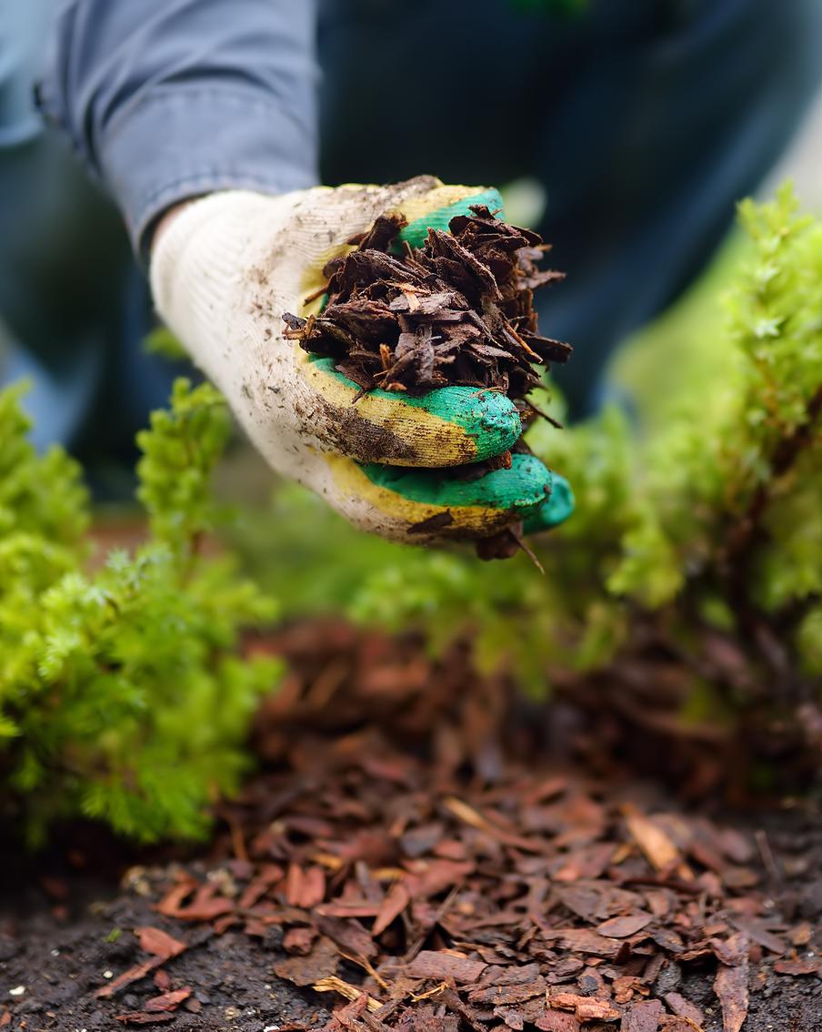 Мульча в саду: зачем она нужна и как сделать её своими руками