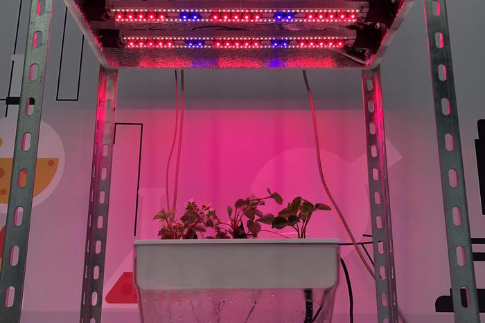 Уникальная технология студента из Тимирязевки поможет сделать урожай помидоров больше и качественнее