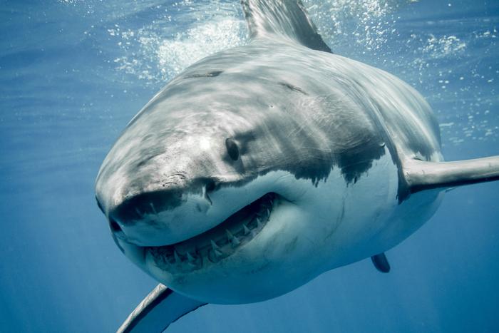 В Египте на популярном курорте закрыли пляжи из-за акулы