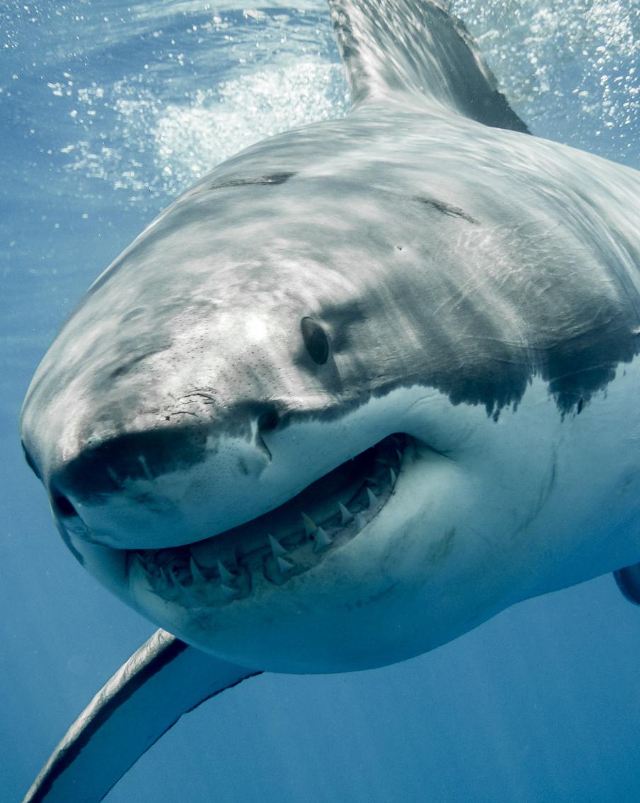 В Египте на популярном курорте закрыли пляжи из-за акулы