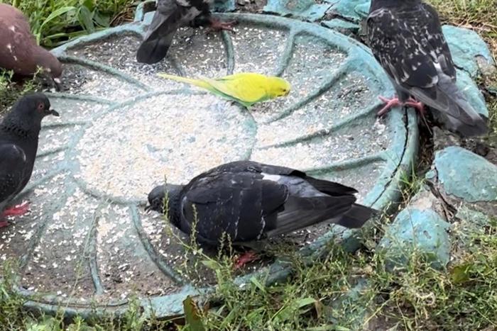 Он улетел и не обещал вернуться... Гольяновского попугая ловят всем районом