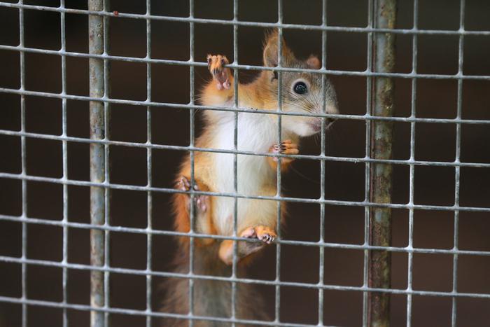 Нужна ли свобода белкам из усадьбы Трубецких? Metro провело расследование после обращения читателей