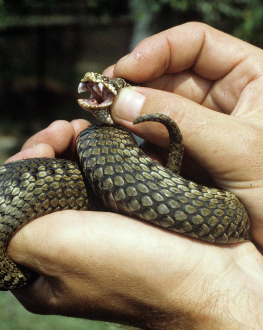 В подмосковных лесах у гадюк началась осенняя миграция