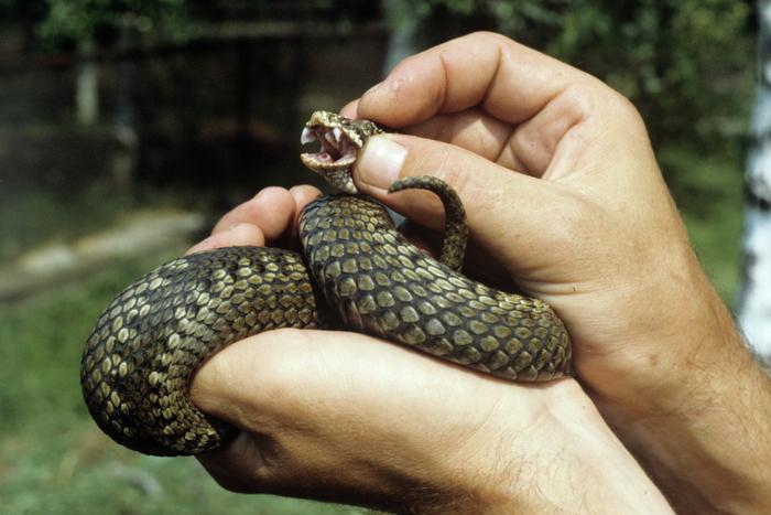 В подмосковных лесах у гадюк началась осенняя миграция