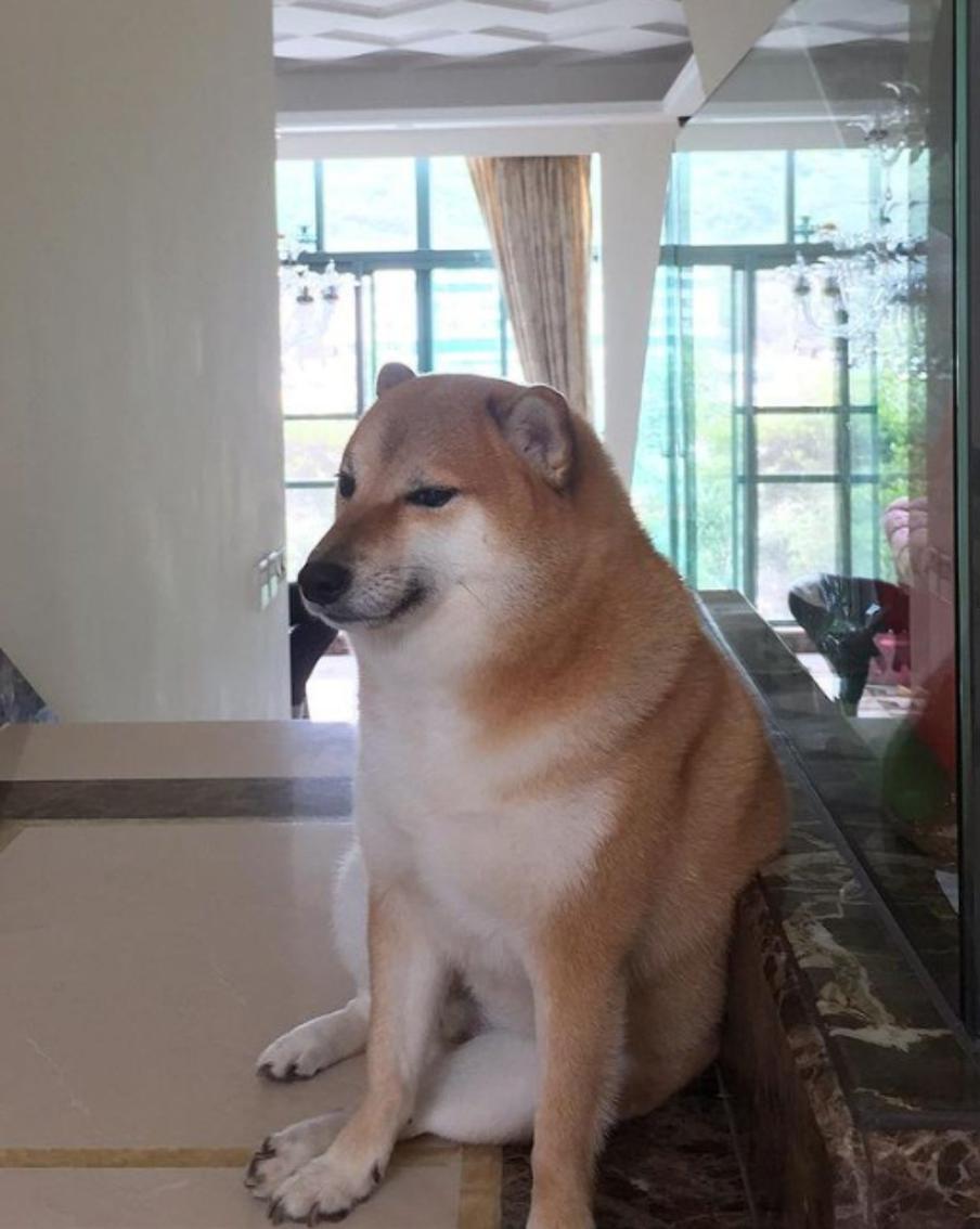 Во время операции умер сиба-ину Чимс – пёс из популярных мемов