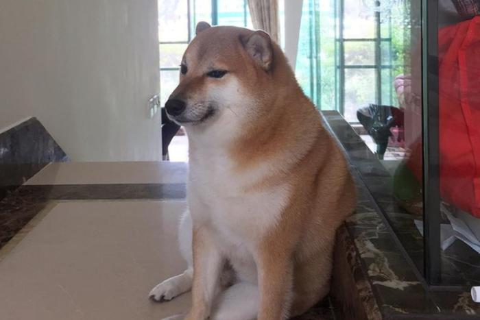Во время операции умер сиба-ину Чимс – пёс из популярных мемов