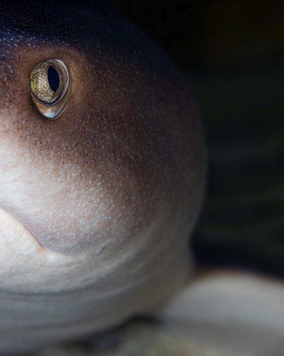 Он не боится смотреть акулам в глаза. Андрей Нарчук снимает под водой