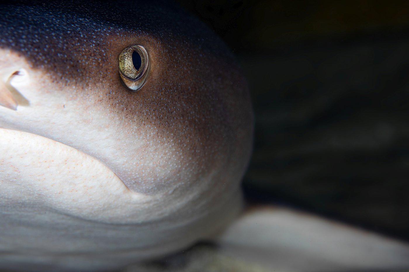 Рифовая акула.