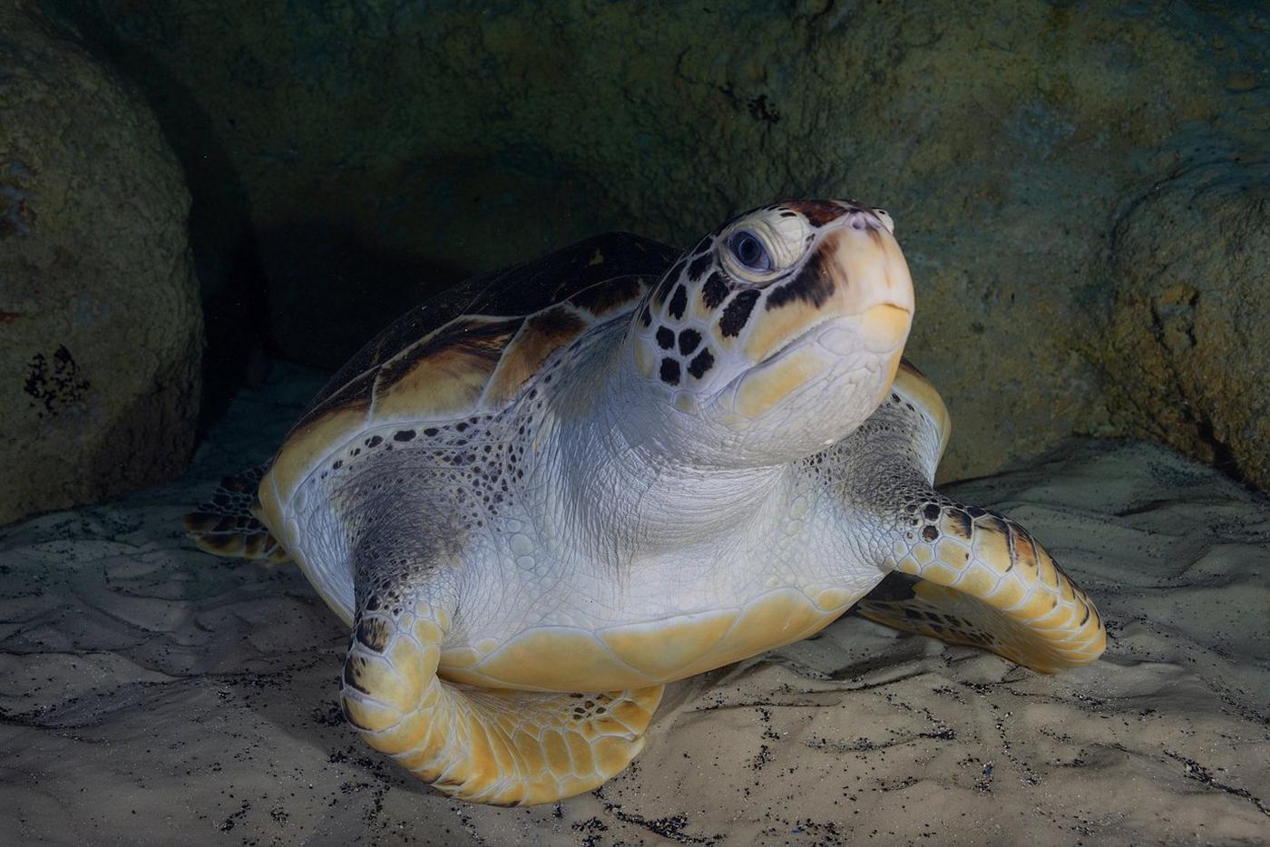 Зелёная морская черепаха.