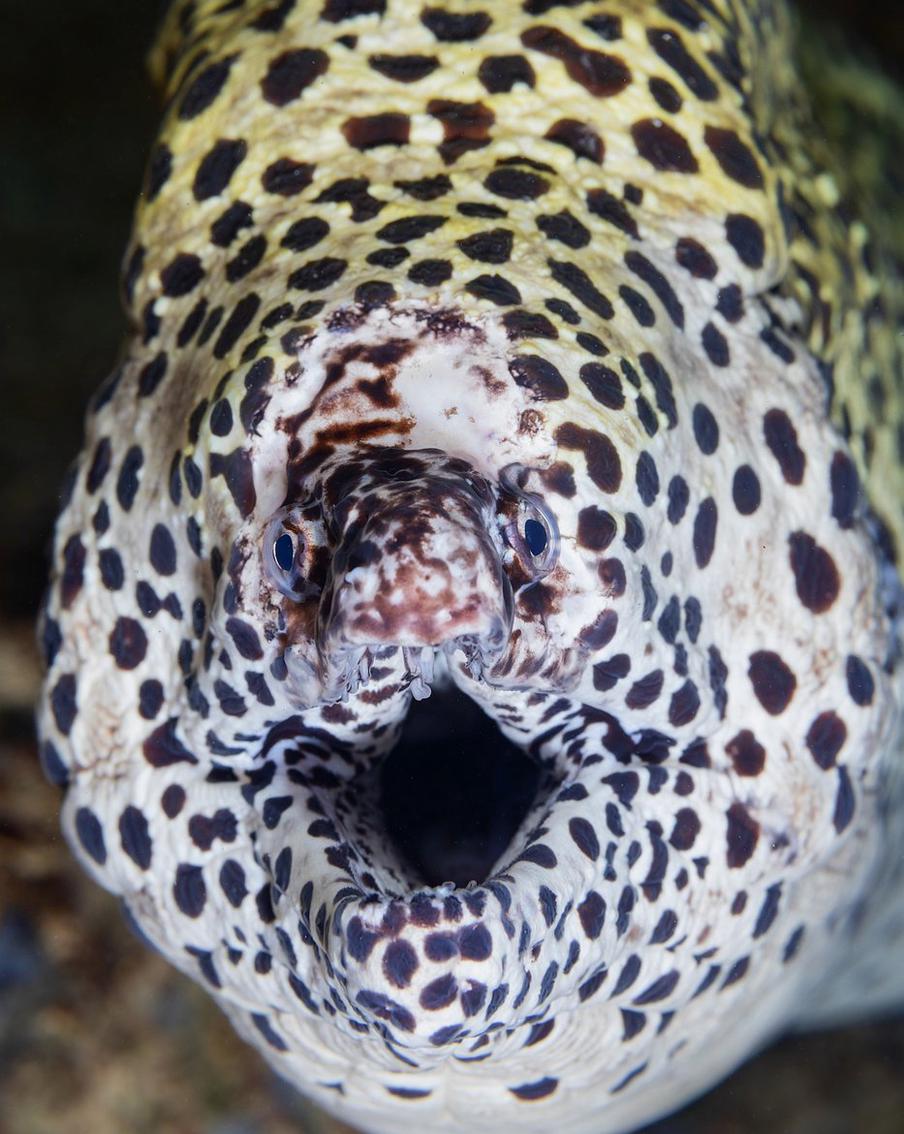 Леопардовая мурена.